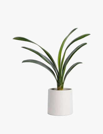 Calathea Orbifolia Tropical Plant