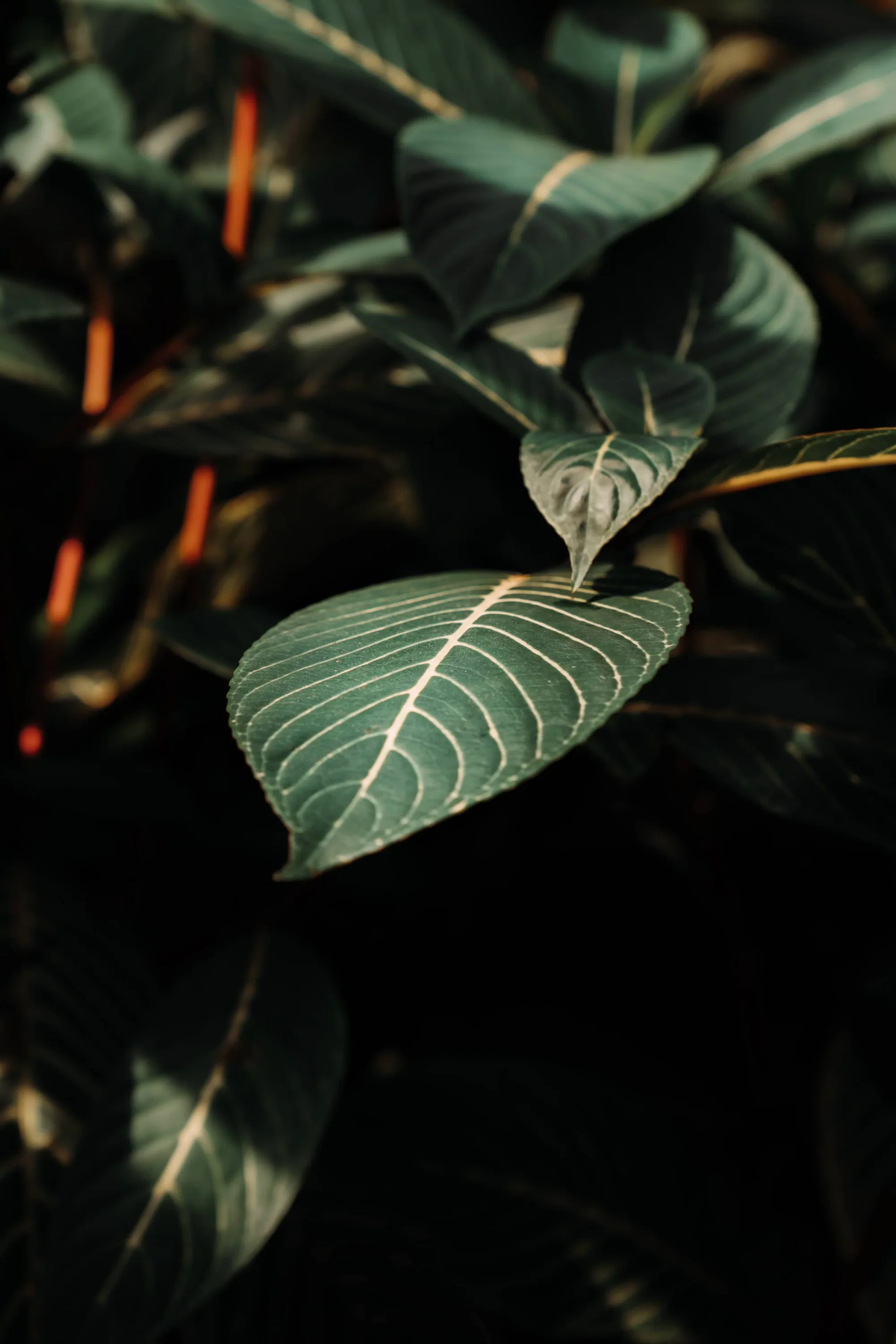 Herb Plants