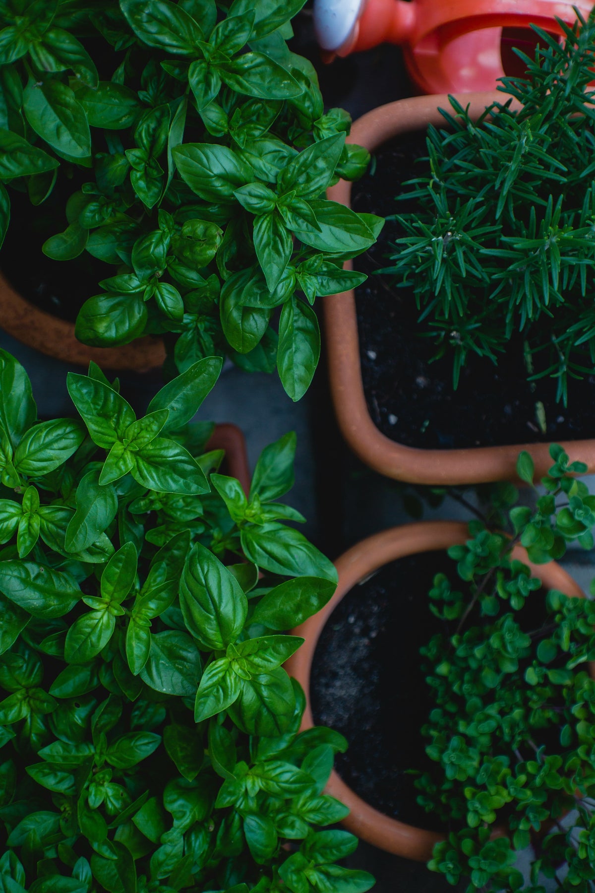 Asian Herbs
