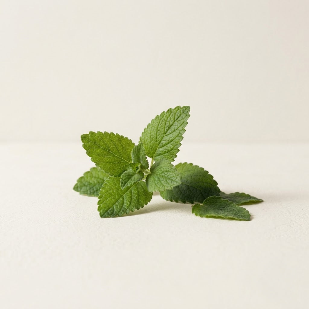 Lemon Balm