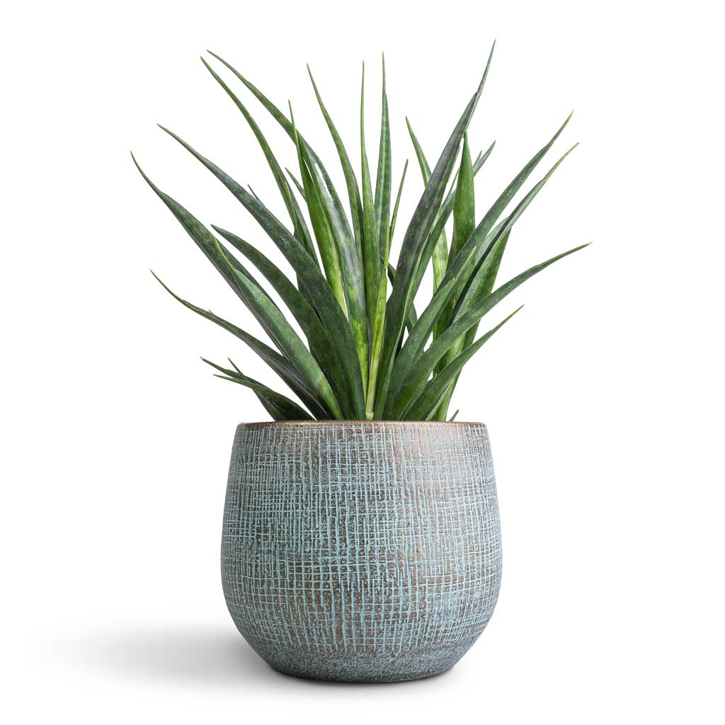 R Plant Pot Blue Gold