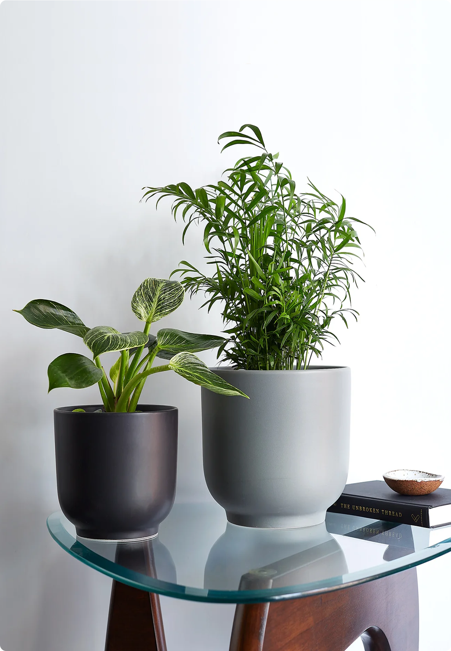 Chinese Money Plant